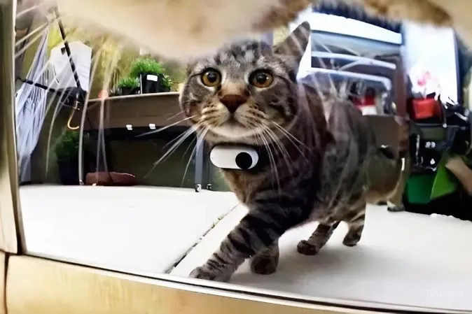 best Cat Collar Camera imagedautiencss